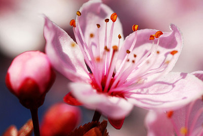 Flores cor-de-rosa, flores da Primavera