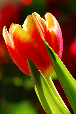 Tulipano, foto dei tulipani
