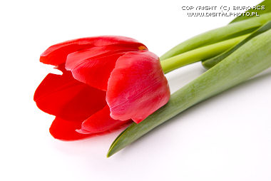 Rød tulipan, blomst