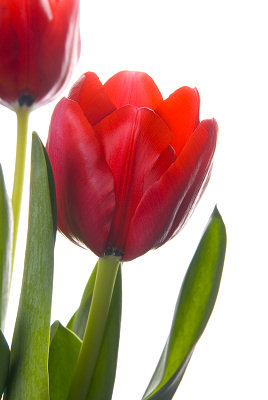 Red tulips pictures
