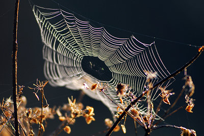 Spider's webs pictures, cobweb 