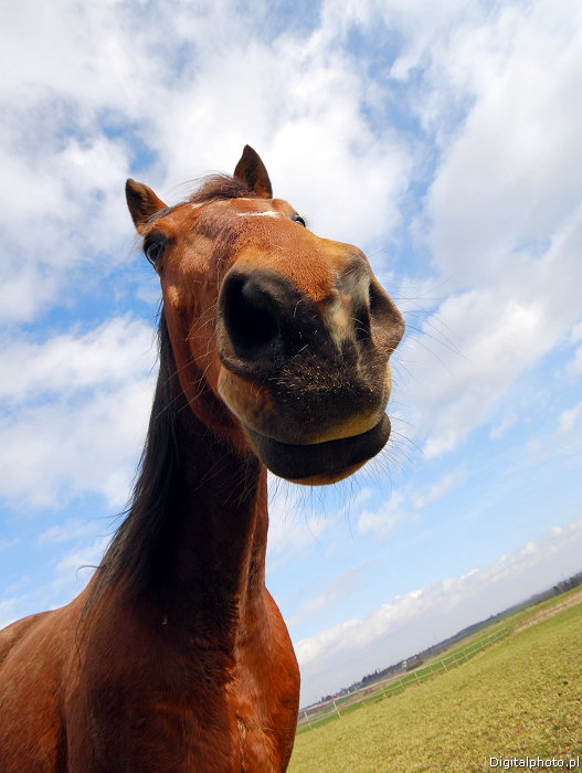 Image drole animaux, drles photos de chevaux