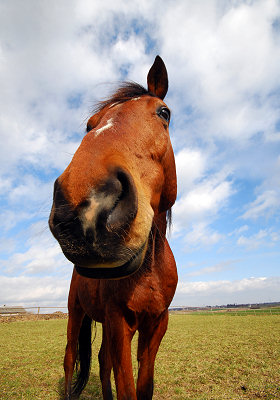 Funny photos, funny horses