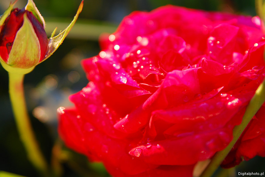 Røde roser, bilder av røde roser