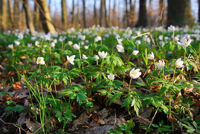 Spring flowers of the forest, spring forest