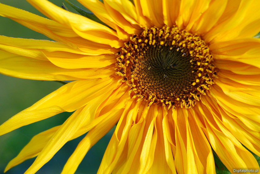 Sonecznik, kwiat sonecznika