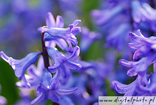 Tuin decoratie, sierbloemen in tuin, Hyacint