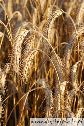 Plantacin de trigo, campo, trigo