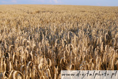 Trigo, agricultura ecolgical, agricultura imagens