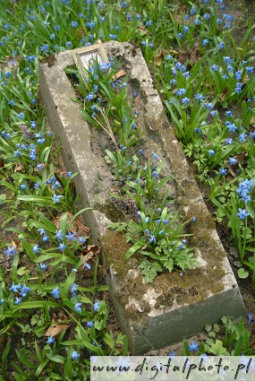 Flores do cemitrio, fotos do cemitrio
