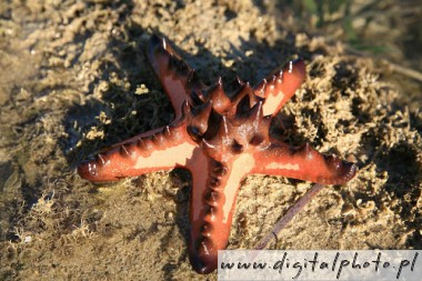 Starfish, photos of starfishes