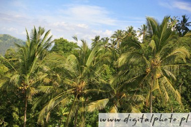 Forêts tropicales images, forêt tropicale