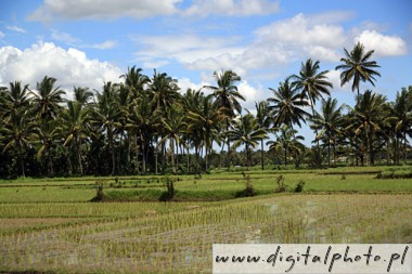 Campos de arroz, plantaão de arroz