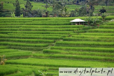 Terraserade risflt , Bali, Indonesien
