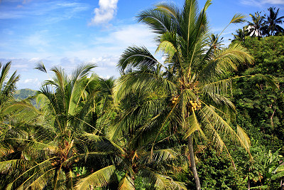 Tropiske skove, billeder tropiske skove
