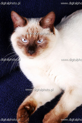 Siamese cat, photo of Siamese cat
