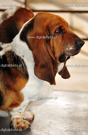 Basset-Hound, razza di cane, Basset