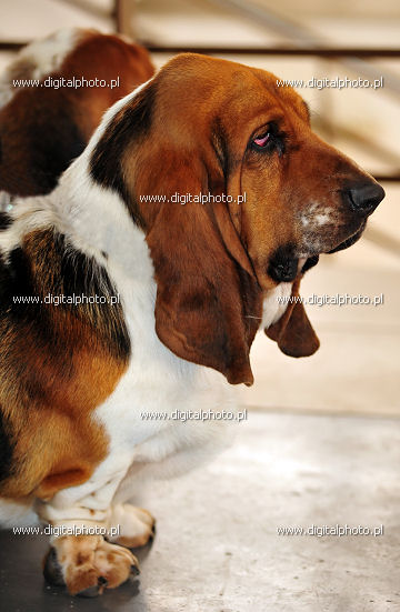Basset-Hound, razza di cane, Basset