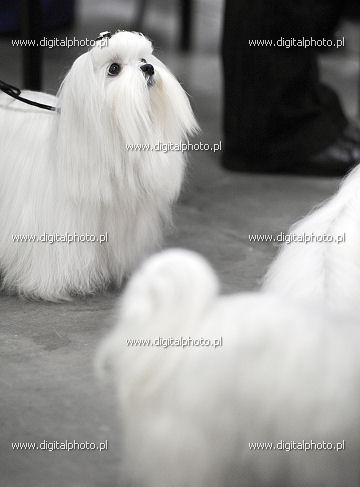 Bichon maltais chien, chien blanc, chien de race