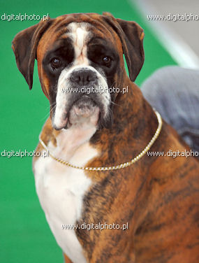 Boxer hond, Duitse Boxer