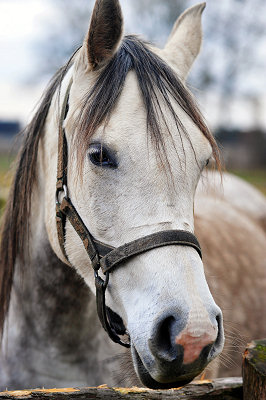 Cavalli arabi, bianco cavallo arabo