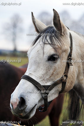 Cavallo arabo, razza di cavallo