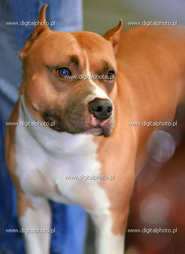 American Pit Bull Terrier, Assistentiehond