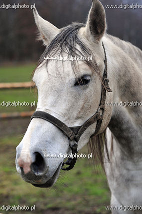 Foto's Arabier paard, Arabische volbloed