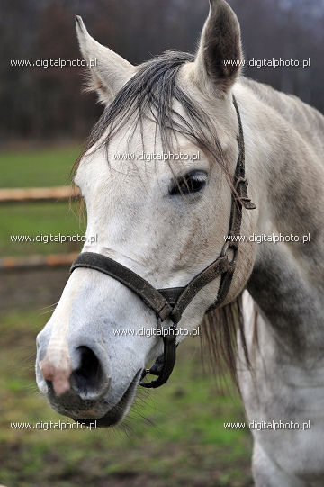 Immagine di cavallo arabo