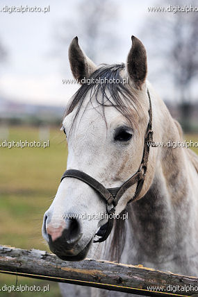 Cavallo bianco, foto di animali