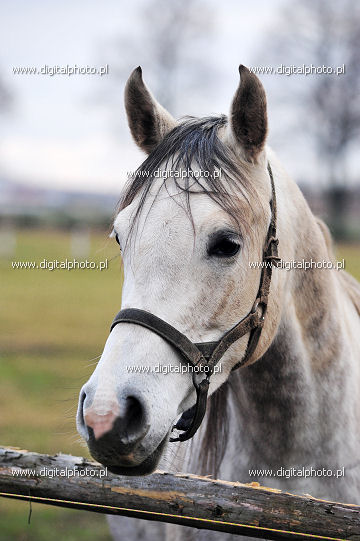 Cavallo bianco, foto di animali