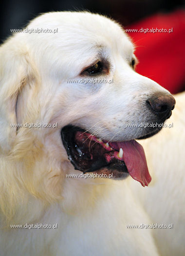 Sankt Bernhard hund, billede hund