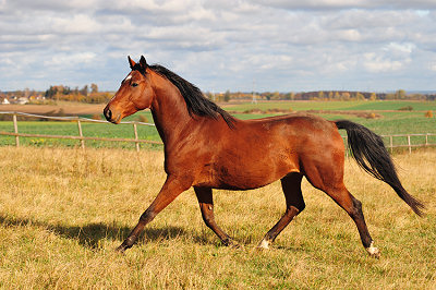 Photo, cheval marron