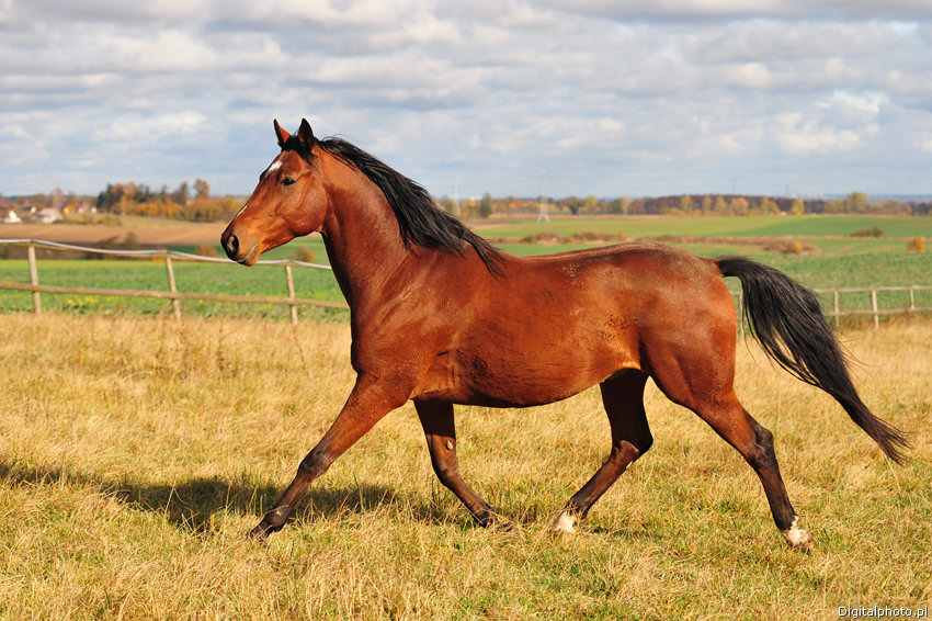 Billede af hest brun