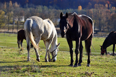 Hvite og brune hester