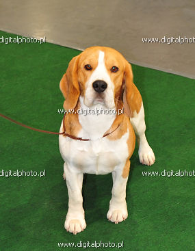 Beagle, hondenbeelden