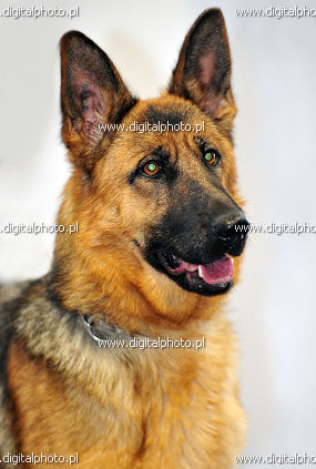 German Shepherd Dog, picture of Shepherd dogs