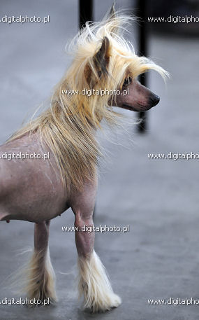 Pet dogs, Chinese Crested Dog
