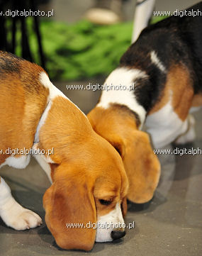 Beagle, les chiots, les chiens