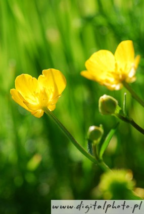 Creeping buttercup, yellow flowers