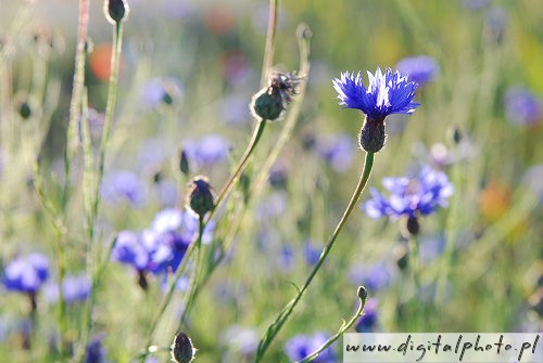Blå vilde blomster