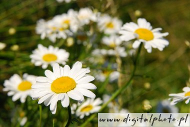 Photos fleurs sauvages, Camomille