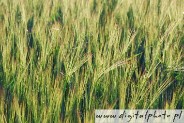Rye, secale, rye field