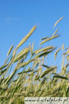 Photos of cereal crops