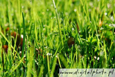 Young grass, dew on grass