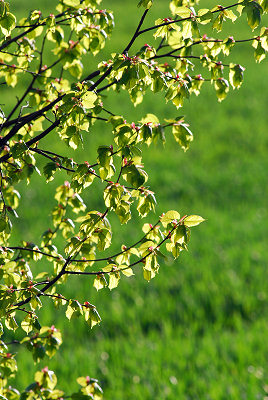 Piante verdi, primavera