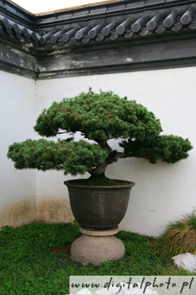 Bonsai  trær, bonsai planter