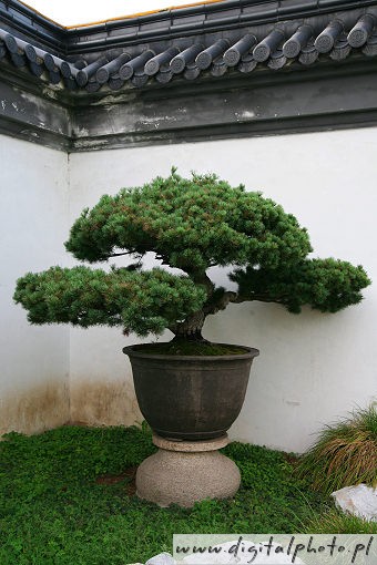 Bonsai  trær, bonsai planter