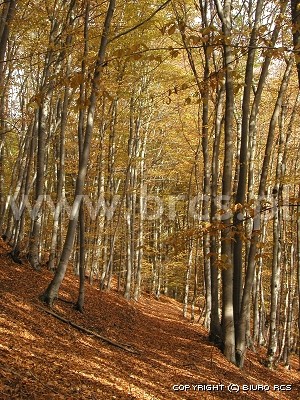Las bukowy jesieni - Kaszuby