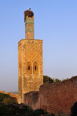 Bociany w Afryce, Maroko Rabat, Chellah